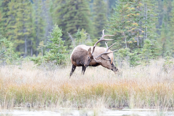 Elk-2019-028.jpg