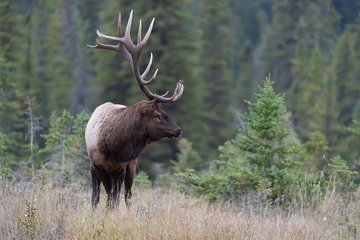 Elk-2019-029.jpg