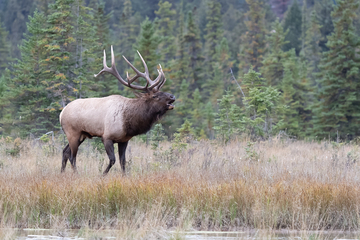 Elk-2019-030.jpg