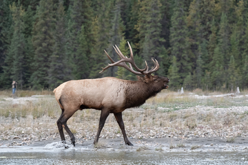 Elk-2019-031.jpg