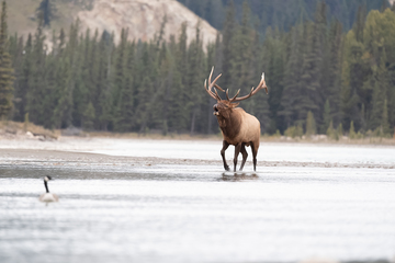 Elk-2019-032.jpg