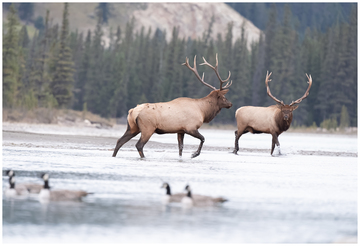 Elk-2019-033.jpg