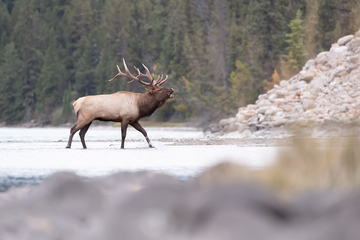 Elk-2019-034.jpg