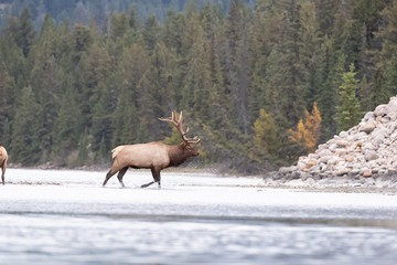 Elk-2019-035.jpg