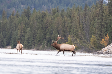 Elk-2019-036.jpg