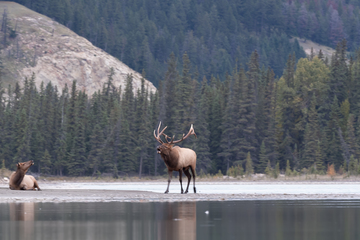 Elk-2019-037.jpg