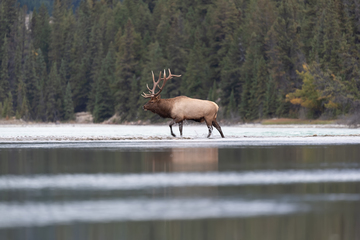 Elk-2019-038.jpg