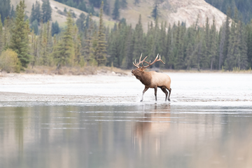 Elk-2019-039.jpg