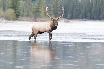 Elk-2019-040.jpg