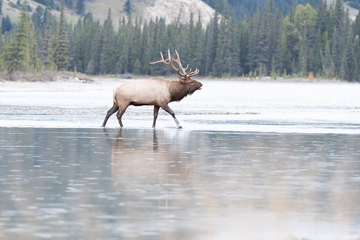 Elk-2019-041.jpg