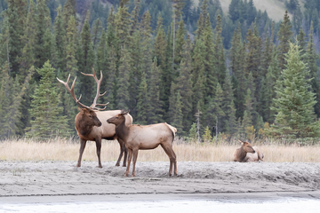 Elk-2019-042.jpg