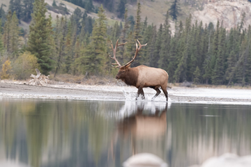 Elk-2019-044.jpg