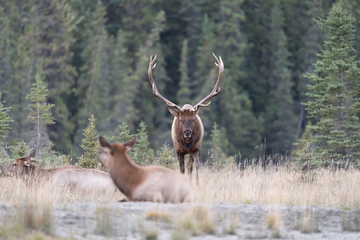 Elk-2019-045.jpg