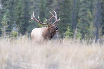 Elk-2019-046.jpg