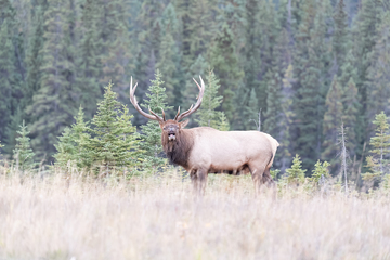 Elk-2019-047.jpg