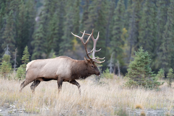 Elk-2019-048.jpg