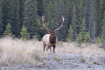 Elk-2019-049.jpg