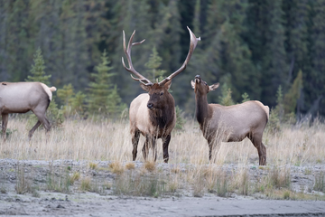 Elk-2019-050.jpg