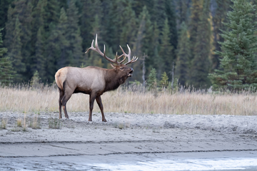 Elk-2019-051.jpg