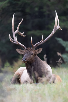 Elk-2019-052.jpg