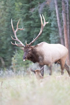 Elk-2019-053.jpg