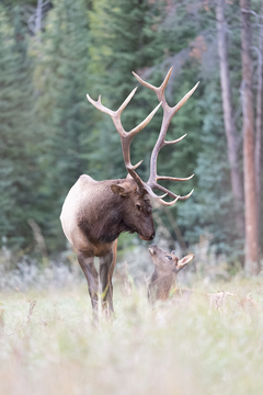 Elk-2019-054.jpg