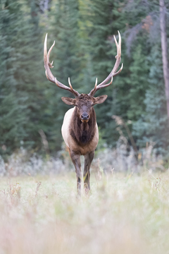 Elk-2019-055.jpg