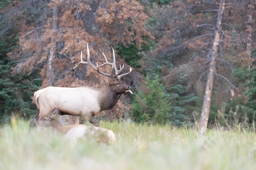 Elk-2019-056.jpg