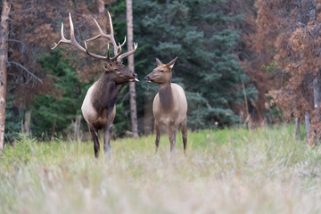 Elk-2019-057.jpg