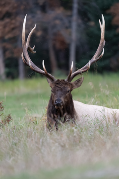 Elk-2019-059.jpg