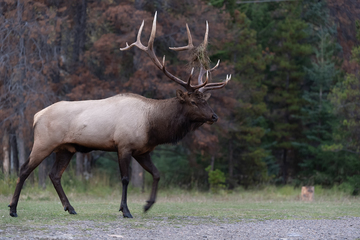 Elk-2019-060.jpg