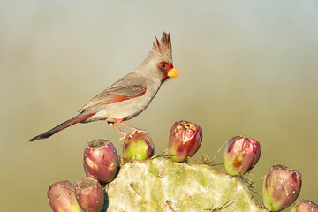 SouthTexasSongbirds-2016-003.jpg