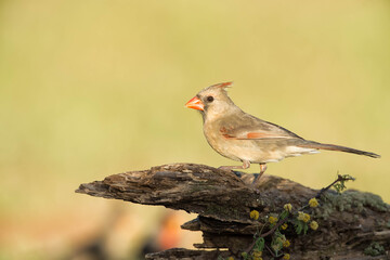 SouthTexasSongbirds-2016-004.jpg