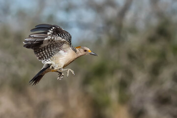 SouthTexasSongbirds-2016-012.jpg