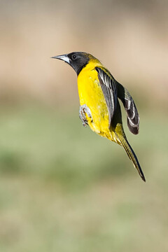 SouthTexasSongbirds-2016-014.jpg