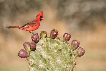 SouthTexasSongbirds-2016-015.jpg