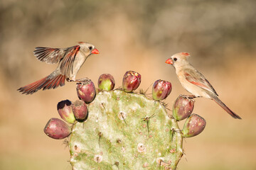 SouthTexasSongbirds-2016-016.jpg