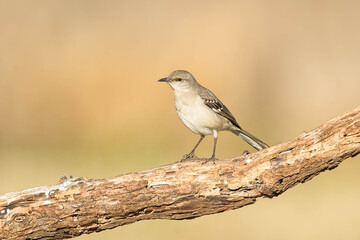 SouthTexasSongbirds-2016-027.jpg