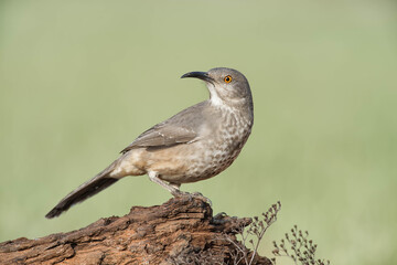 SouthTexasSongbirds-2016-031.jpg