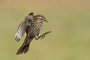 SouthTexasSongbirds-2016-033.jpg