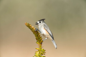 SouthTexasSongbirds-2016-036.jpg