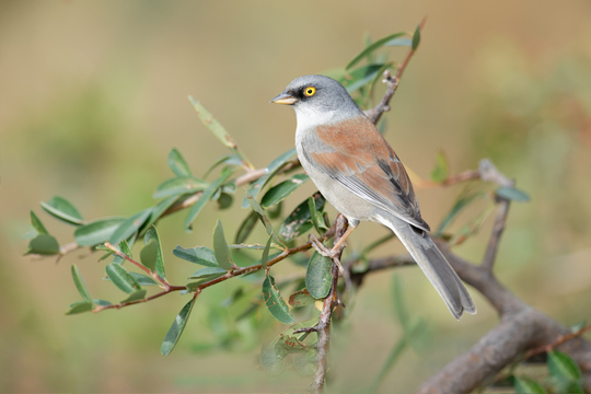 TucsonBirds-2017-001.jpg