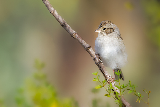 TucsonBirds-2017-003.jpg