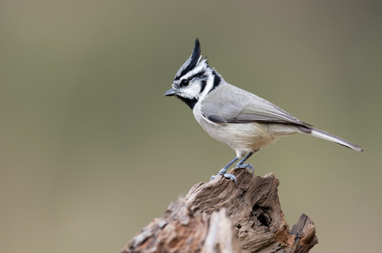 TucsonBirds-2017-006.jpg