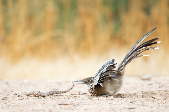 TucsonBirds-2017-007.jpg