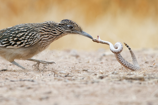 TucsonBirds-2017-008.jpg