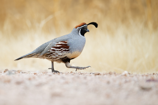 TucsonBirds-2017-009.jpg