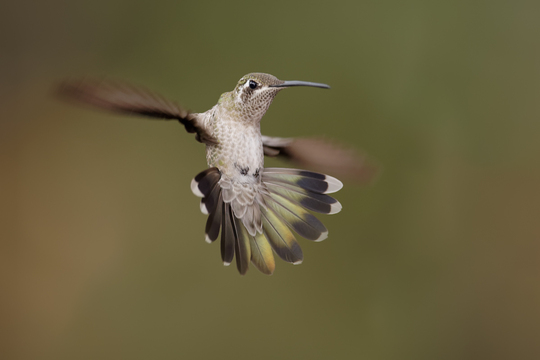 TucsonBirds-2017-011.jpg