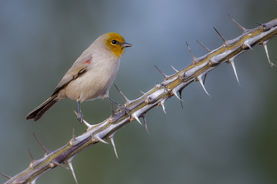 TucsonBirds-2017-012.jpg