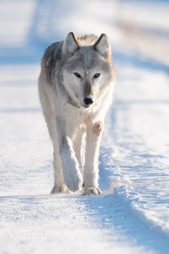 Yellowstone-2022-002.jpg